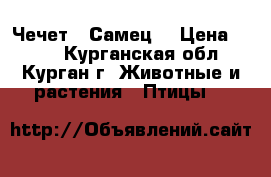 Чечет . Самец. › Цена ­ 350 - Курганская обл., Курган г. Животные и растения » Птицы   